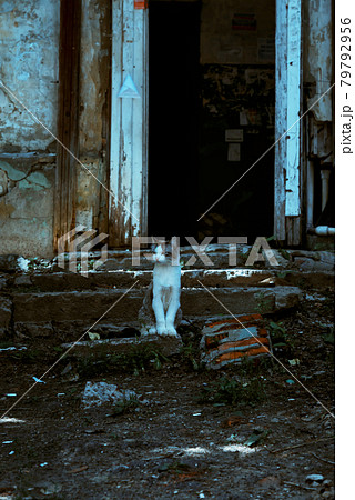A stray cat sits on the steps of the stairs on the porch of an old scary mystical abandoned house at the entrance to the basement A stray cat sits on the steps of the stairs on the porch of an old scary mystical abandoned house at the entrance to the basement 79792956