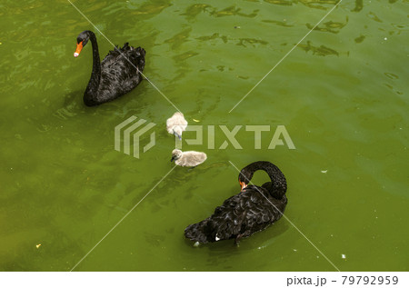 Family of graceful black swans with two gray fluffy swan chicks swim in a pond chilling out on a hot sunny day 79792959