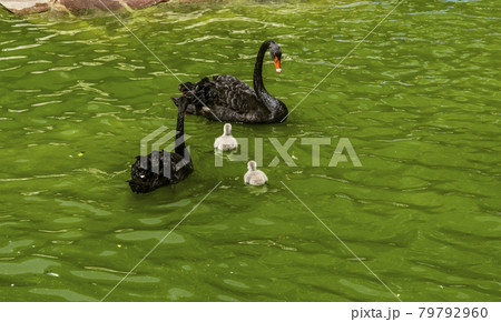 On a summer day, two graceful black swans swim in the pond with two gray fluffy swan chicks 79792960