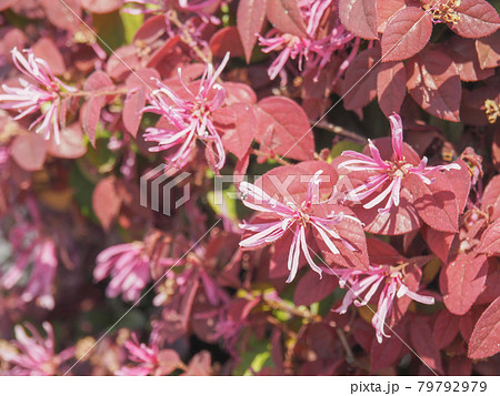 東京板橋 高島通りのマンサクの花の写真素材