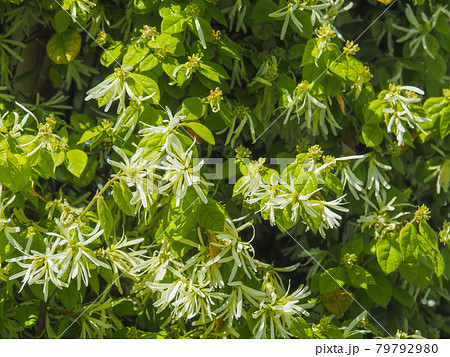 東京板橋・高島通りのマンサクの花 79792980