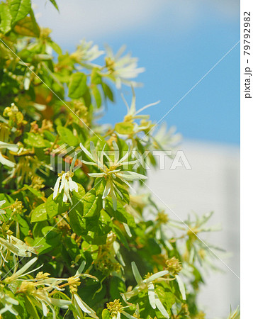 東京板橋・高島通りのマンサクの花 東京板橋・高島通りのマンサクの花 79792982