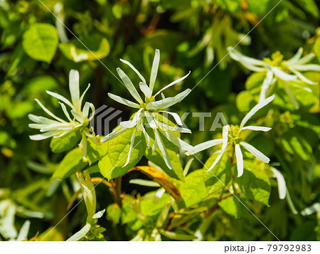 東京板橋・高島通りのマンサクの花 東京板橋・高島通りのマンサクの花 79792983