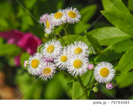 東京板橋・西台緑地に咲くハルジオン 79793085