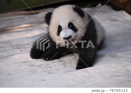 赤ちゃん灰色パンダ 79793132