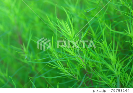 ほうきぐさ　グリーン 79793144
