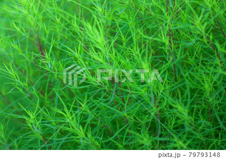 ほうきぐさ　グリーン 79793148