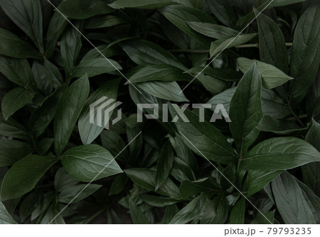 The dark green foliage of the peony bush. 79793235