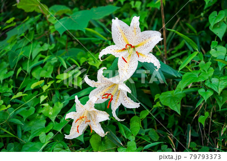初夏、三ツ池公園に咲いた山百合（神奈川県横浜市） 79793373