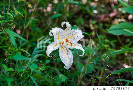 初夏、三ツ池公園に咲いた山百合（神奈川県横浜市） 79793377