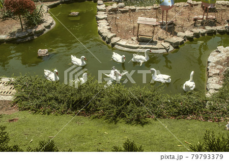In the summer in the park, a group of white geese with outstretched wings from the heat on a sunny day swim in cool flowing water 79793379