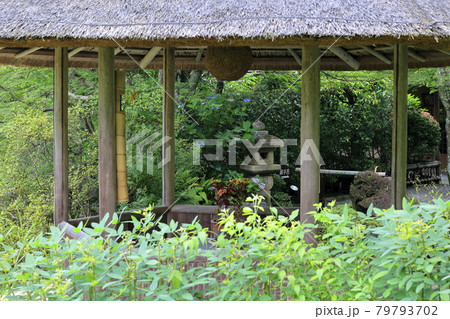 妙心寺　退蔵院　蓮 79793702