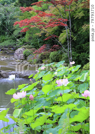 妙心寺 退蔵院 蓮 妙心寺 退蔵院 蓮 79793710