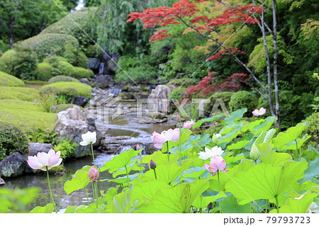 妙心寺 退蔵院 蓮 妙心寺 退蔵院 蓮 79793723