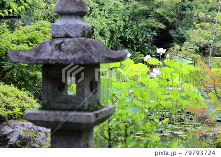 妙心寺　退蔵院　蓮 79793724