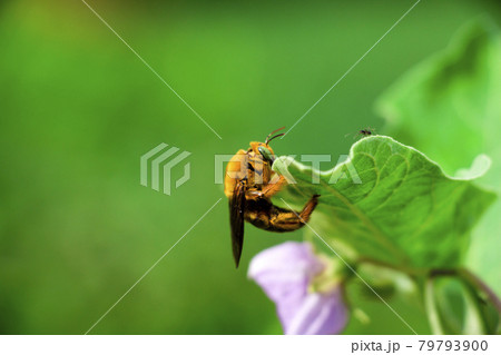 Bees are flying insects closely related to wasps and ants. 79793900