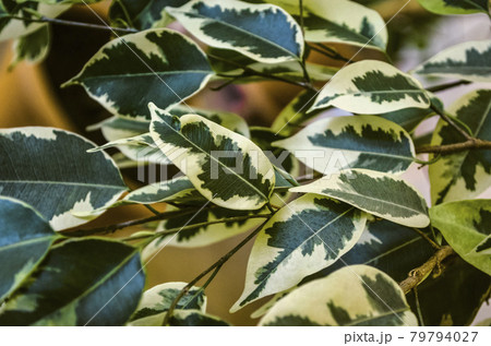 Motley background with horizontally arranged twigs of ficus Benjamin with leaves painted in green with white color 79794027
