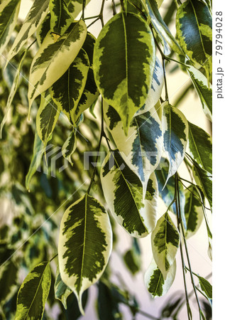 Background of green leaves with white spots on the branches of ficus Veniamin growing in the room 79794028