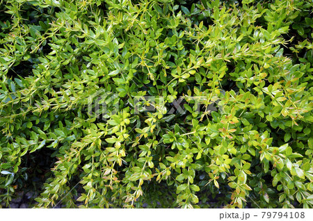 Lush foliage of growing bush. 79794108