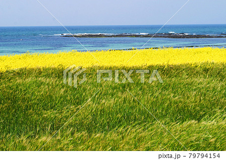 海 花 大麦 79794154