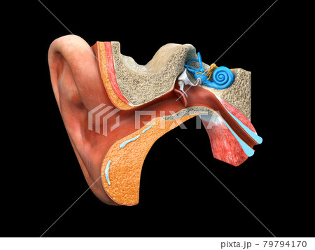 Digital illustration of human ear, black background 3d render Digital illustration of human ear, black background 3d render 79794170
