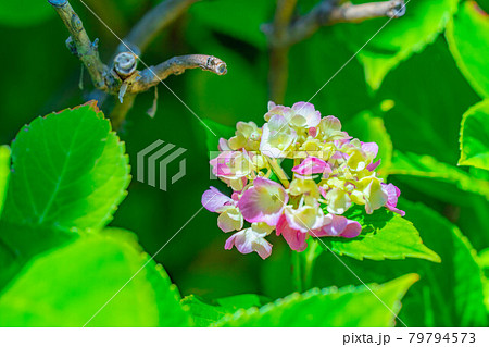 【梅雨素材】紫陽花の花【長野県】 79794573