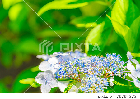 【梅雨素材】紫陽花の花【長野県】 79794575