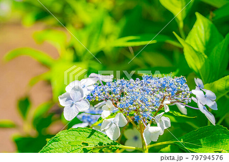 【梅雨素材】紫陽花の花【長野県】 79794576