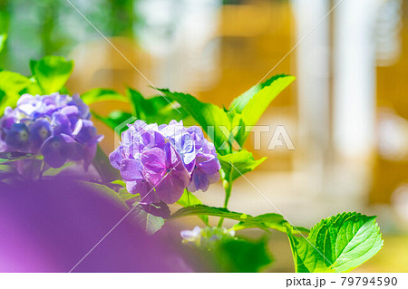 梅雨素材 紫陽花の花 長野県 の写真素材