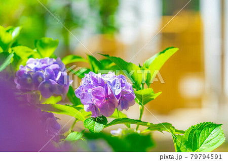 梅雨素材 紫陽花の花 長野県 の写真素材