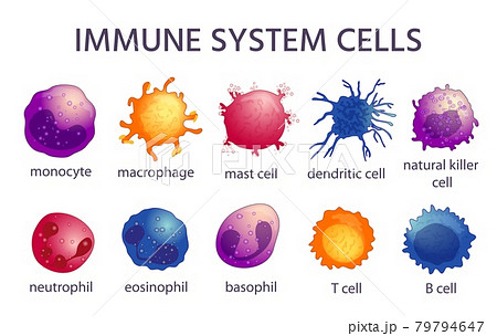 Immune system cell types. Cartoon macrophage,... - Stock Illustration  [79794647] - PIXTA