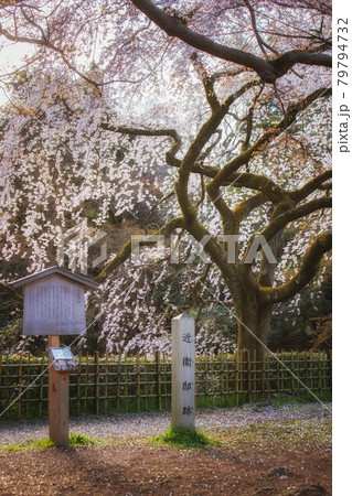 春の京都、京都御苑内に咲く近衞邸跡の糸桜(枝垂れ桜) 春の京都、京都御苑内に咲く近衞邸跡の糸桜(枝垂れ桜) 79794732