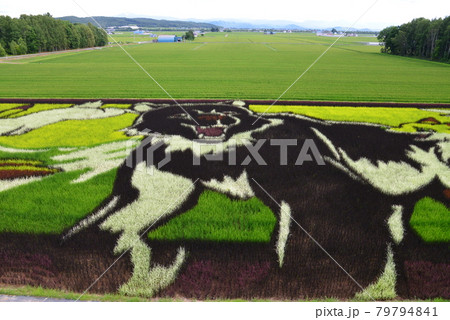 鷹栖町 田圃アート 鷹栖町 田圃アート 79794841