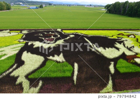 鷹栖町 田圃アート 鷹栖町 田圃アート 79794842