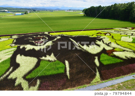 鷹栖町 田圃アート 鷹栖町 田圃アート 79794844