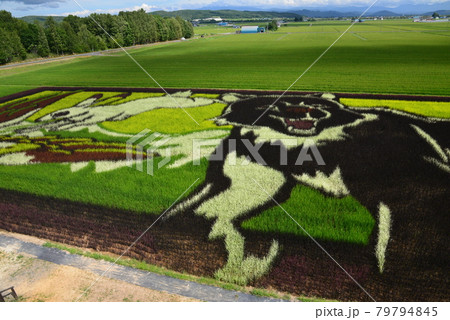 鷹栖町 田圃アート 鷹栖町 田圃アート 79794845