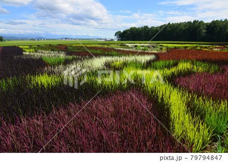 鷹栖町 田圃アート 鷹栖町 田圃アート 79794847