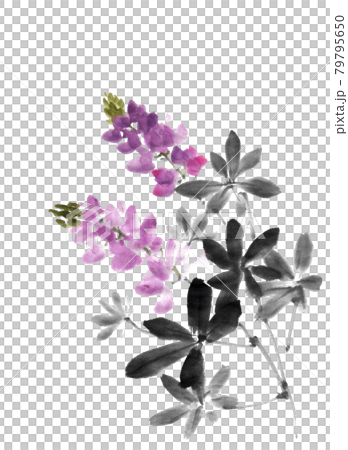 Lupine painted with ink painting technique 79795650