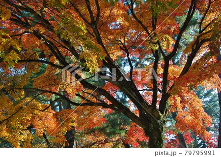 紅葉の風景 79795991