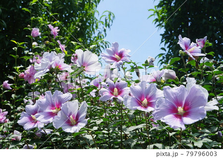 7月 鎌倉1232ムクゲ 木槿 アオイ科 日比谷花壇 大船フラワーセンターの写真素材