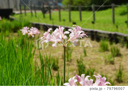 7月 鎌倉1229ナツズイセン(夏水仙)・ヒガンバナ科・(日比谷花壇)大船フラワーセンター 7月 鎌倉1229ナツズイセン(夏水仙)・ヒガンバナ科・(日比谷花壇)大船フラワーセンター 79796007