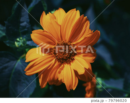 A single mountain arnica flower, close-up. Arnica is also known by the names mountain tobacco, leopard's bane and wolfsbane. A single mountain arnica flower, close-up. Arnica is also known by the names mountain tobacco, leopard's bane and wolfsbane. 79796020