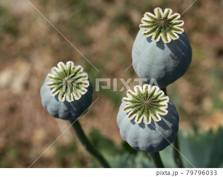 Opium poppy heads, close-up. Papaver somniferum, commonly known as the opium poppy or breadseed poppy, is a species of flowering plant in the family Papaveraceae. 79796033