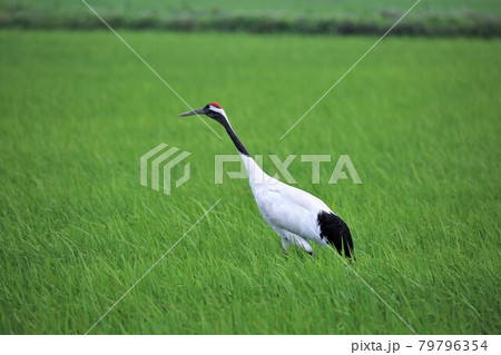 タンチョウ 79796354