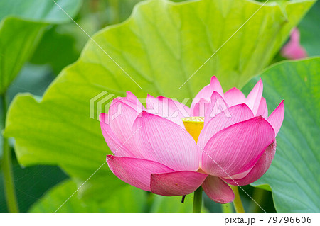 古代蓮と蓮の葉 79796606