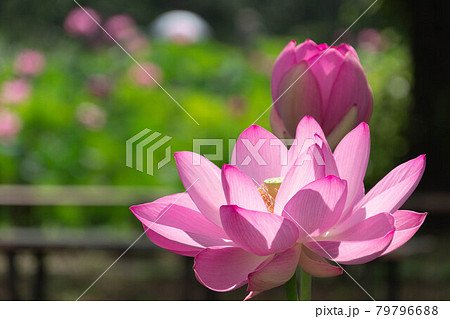 木漏れ日に輝く古代蓮 79796688