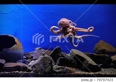 タコのダンス タコのダンス 79797423