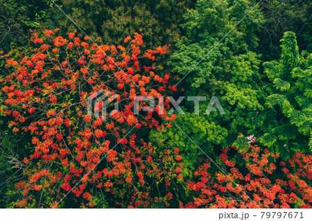 Beautiful red royal poinciana or flamboyant flower (Delonix regia) in summer Beautiful red royal poinciana or flamboyant flower (Delonix regia) in summer 79797671