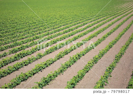 春の大豆畑（北海道長沼町） 79798017