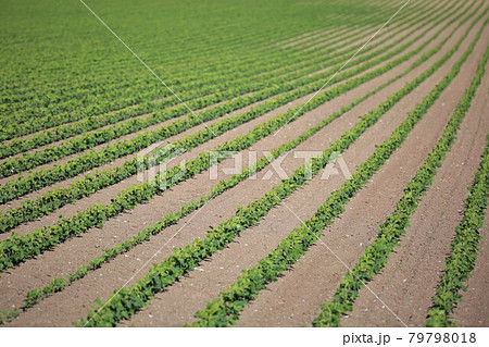 春の大豆畑(北海道長沼町) 春の大豆畑(北海道長沼町) 79798018